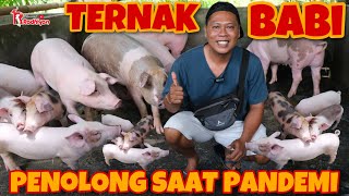 KIAT SUKSES BETERNAK BABI. SUKSES BANGKIT DARI WABAH African Swine Fever dan PANDEMI