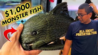 INSANE!! WHAT KIND OF *MONSTER FISH* IS THIS !??