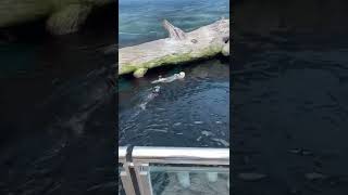 Things to do in Budapest part 6 #shorts #budapest #shortsviral #foryoupage