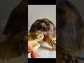Tiny Tortoise Banana Time 🐢🍌#tinytortoise #tortoise #cuteanimals #animalshorts #cute #shorts #asmr
