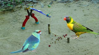 Easy Creative Parrot Trap Using Pliers &amp; Toothbrush | Build Simple Parrot Bird Trap