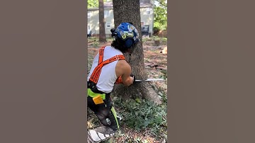 Dropping an oak 🌳  #fyp #arborist #chainsawman #stihl #500i #skill #climber #logger #treefelling #s