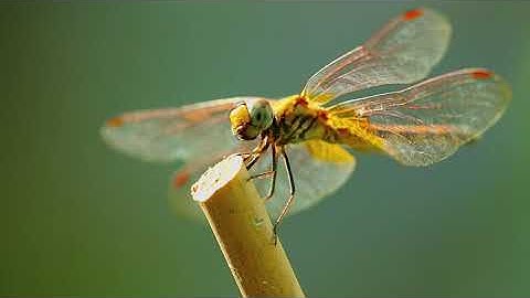 Dạy bé học từ vựng tiếng anh | côn trùng (insect)