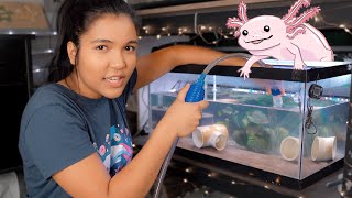 deep clean the AXOLOTL TANK with me! | axolotl updates