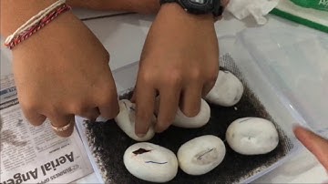 Bantu teman !! Cutting telur ular Ball Python lagi !! Seruuu banyak Jackpotnya !!!