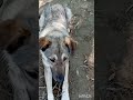 Послушная Рада. Финансовая помощь бездомным собачкам: 2202 2056 2556 3355- Александр К.