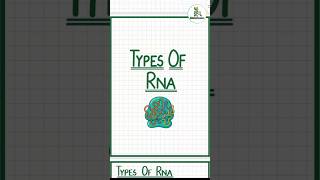 3 Types of RNA Explained 😳🧬