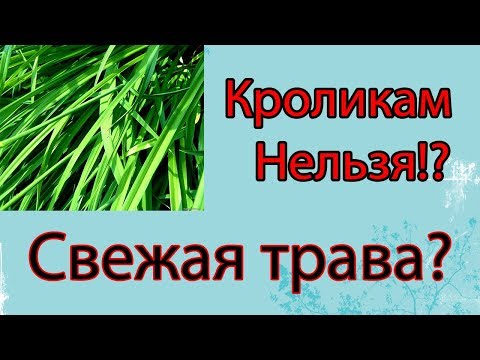 Сочные корма кроликам! Свежая трава или вяленая?