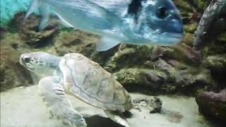 فيديو لسلحفاة البحر تسبح مع الأسماك