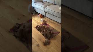 Famous Ruby cavalier King Charles spaniel rolling on new mat #dogvideos #dogshorts #dog #dogs #doglife Wealth