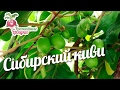 Сибирский киви #urozhainye_gryadki