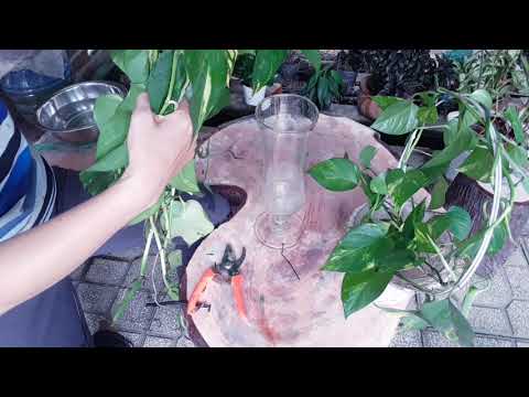 Video Hướng dẫn trồng trầu bà trang trí - youtube