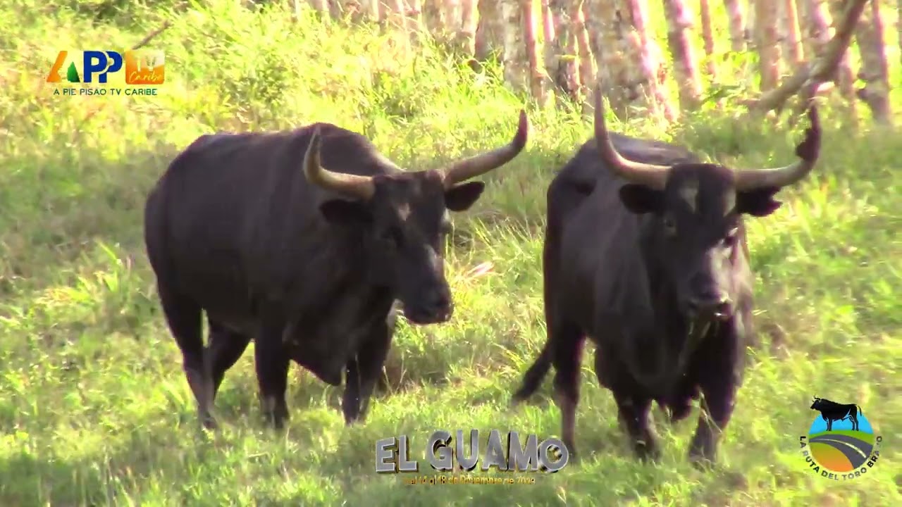 GANADERÍA EL DIAMANTE PARA EL GUAMO BOLÍVAR 2023