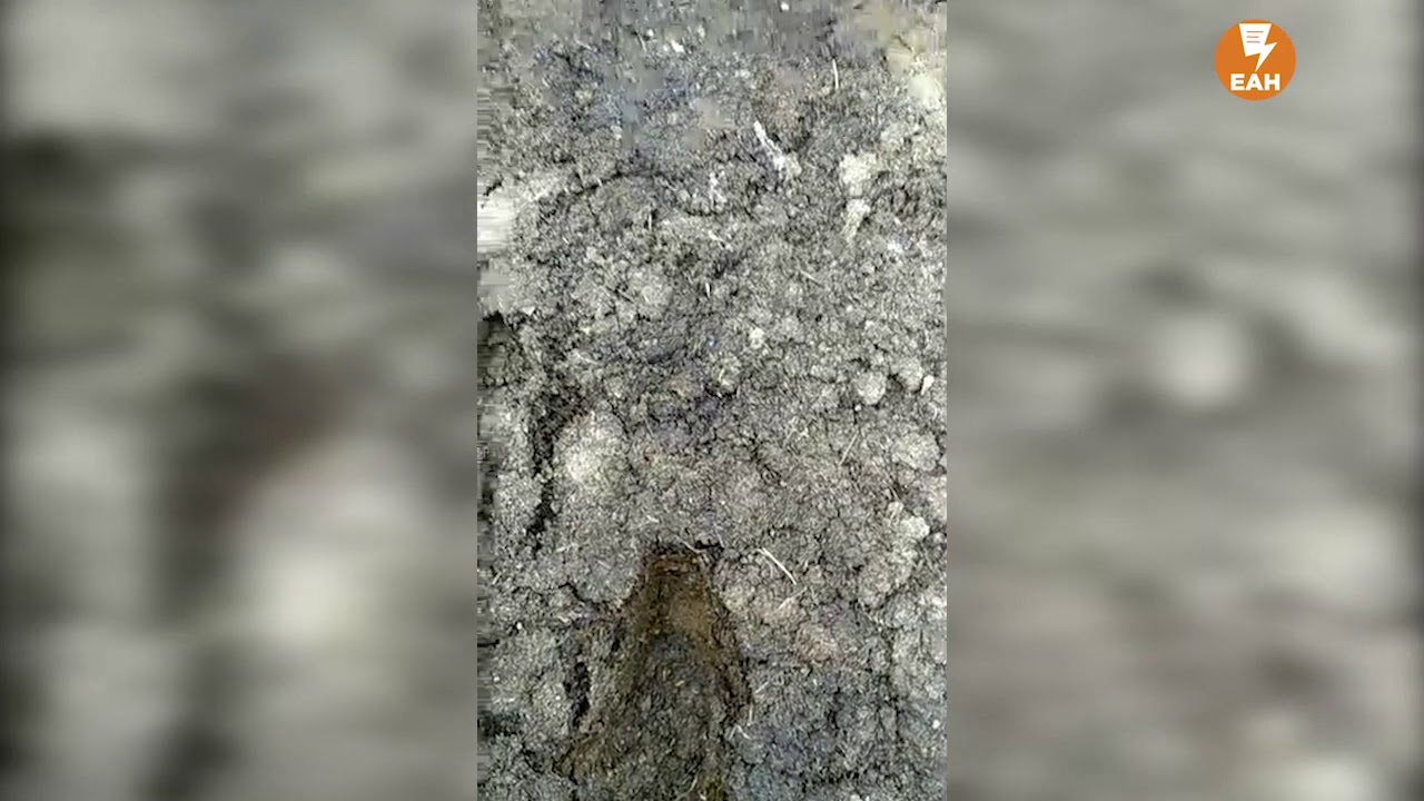 Des Nuées Infernales De Mouches Ont Ravagé Deux Villages - 