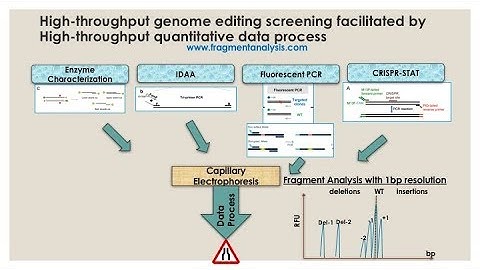 FA03: High-throughput Quantitative Data Process for CRISPR-Cas9 Genome Editing (based on CE)