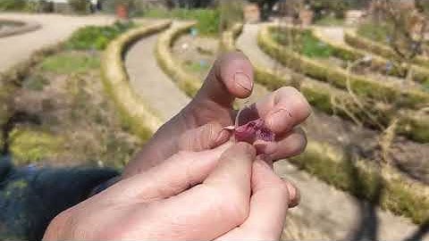 Duurzaamheid en biodiversiteit in de Hortus Botanicus Amsterdam