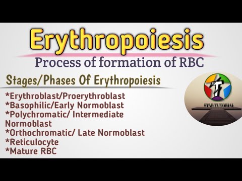 वीडियो: क्या एरिथ्रोपोएसिस और हेमटोपोइजिस समान हैं?
