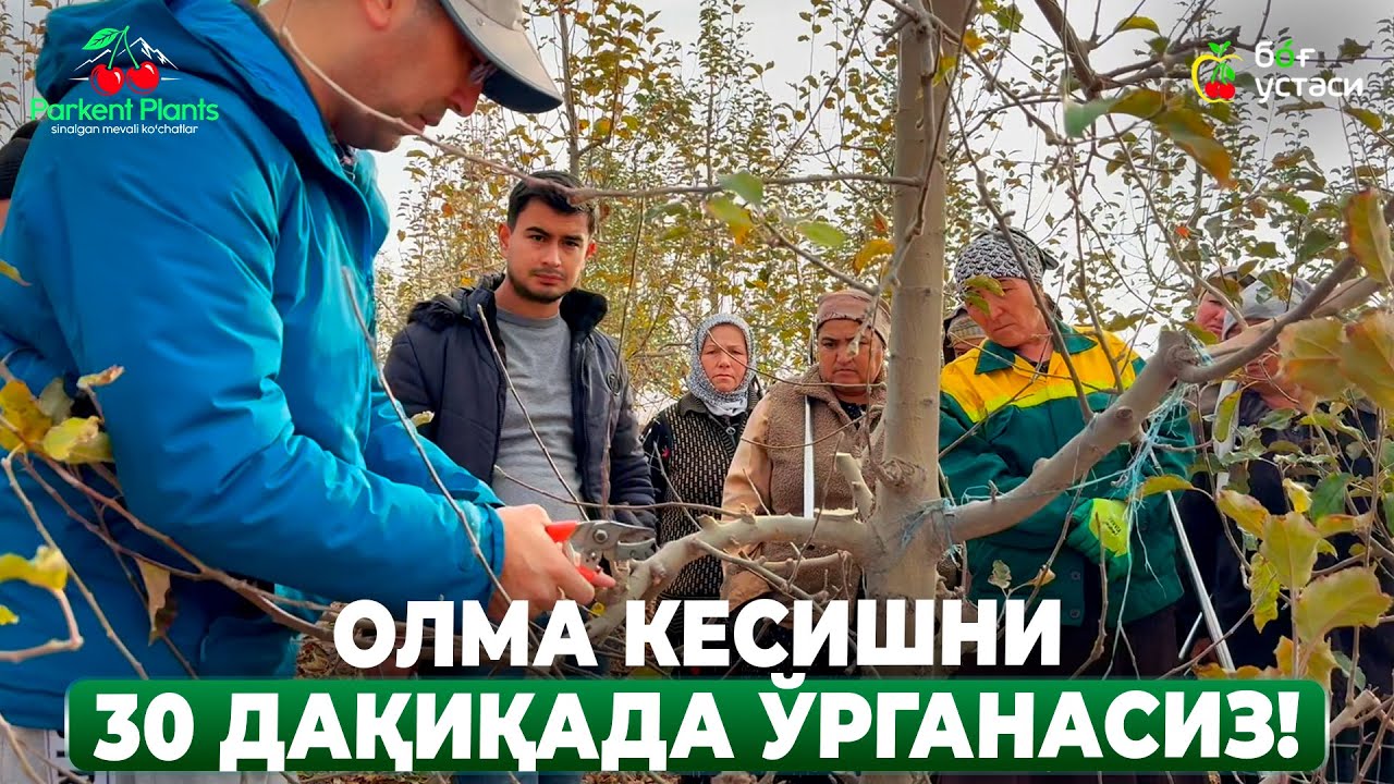 ҚАЙСИ ШОХНИ КЕСИШ КЕРАК, ҚАЙСИСИНИ ҚОЛДИРИШ ШАРТ? ШУҲРАТ АБРОРОВ #shuhratabrorov #kesish #olma