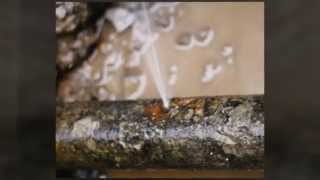 Leak Detection New Orleans screenshot 5