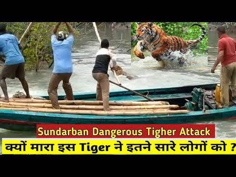 Sundarban Dangerous Tigher Attack In Boat Full Video 2021 !! Sundarban Bagh Video!!