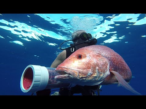 2020Oct25 Spearfishing Orange Beach Alabama - PrimoFish