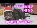 ♯65【猫のほのぼのする話】うちに来た猫がいきなり俺の膝に乗って来た