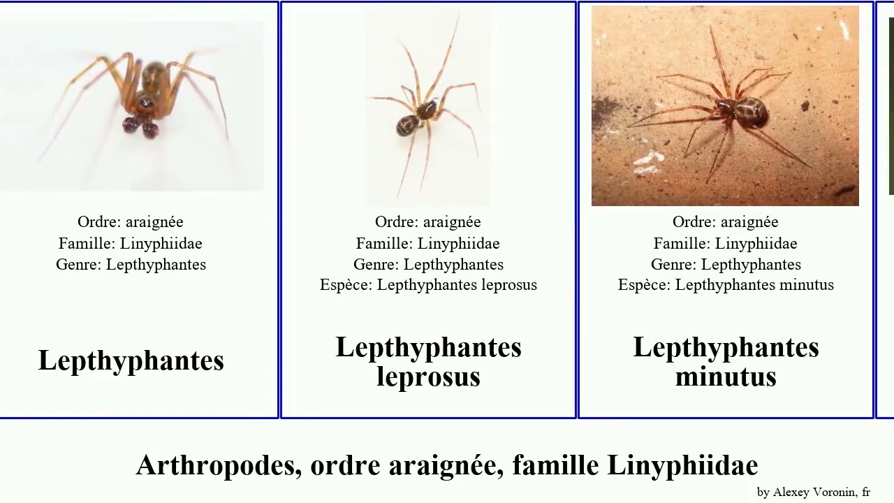 Arthropodes, ordre araignée, famille Linyphiidae tenuiphantes alpina arthropoda radiata malus onoi