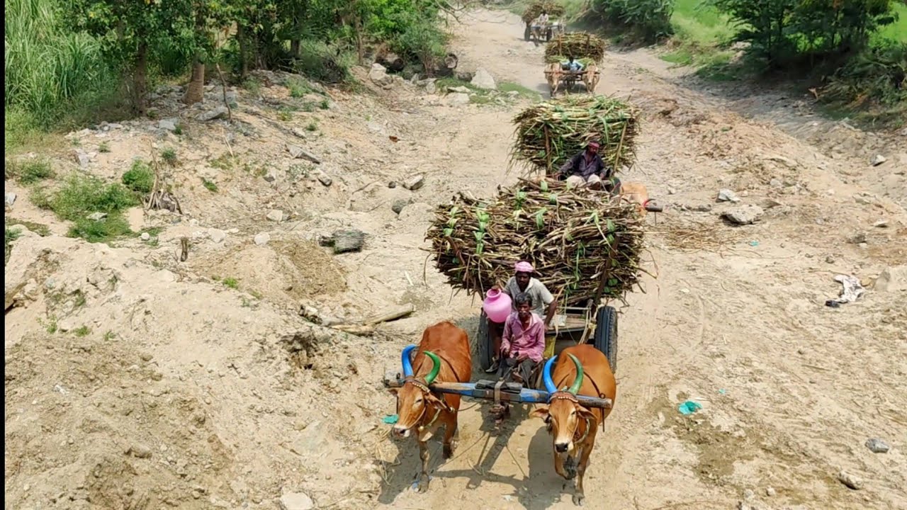 New Young Bullock Cart Deep Mud Ride 