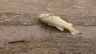 Fishermen concerned TN river deaths not just catfish