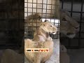 Это любовь💘💖💝💓💞 #карендаллакян #funny #animal #симбавтанзании