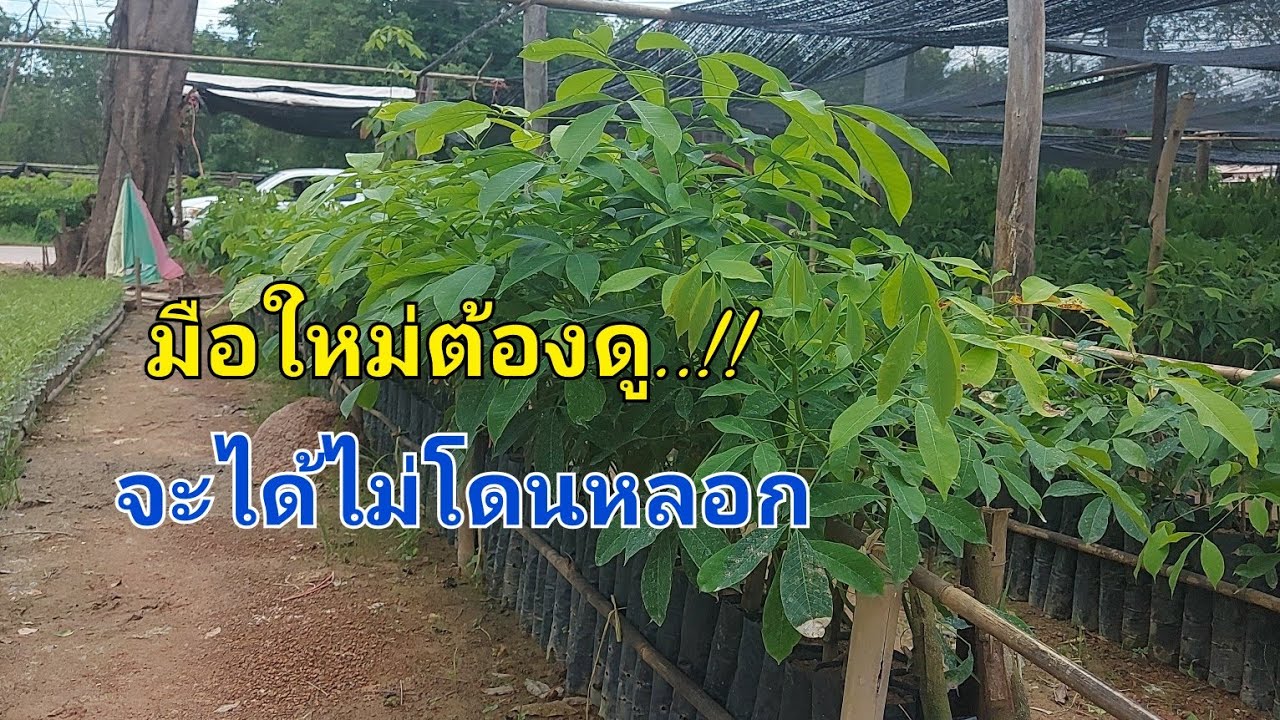 💥มือใหม่ต้องรู้..!! วิธีเลือกต้นยางชำถุง ยางบัดดิ้ง | @deaw channel