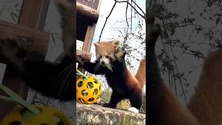 Red Pandas: Not Just Cute and Fluffy, But Also Smart and Resourceful Profile