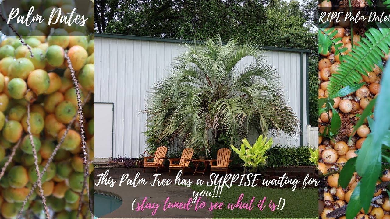 Fruit Trees and recovery update! Along with a surprise in store!!!