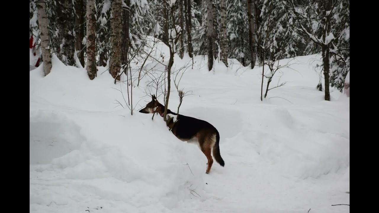 Snow & Christmas Light Pictures