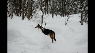 Snow & Christmas Light Pictures