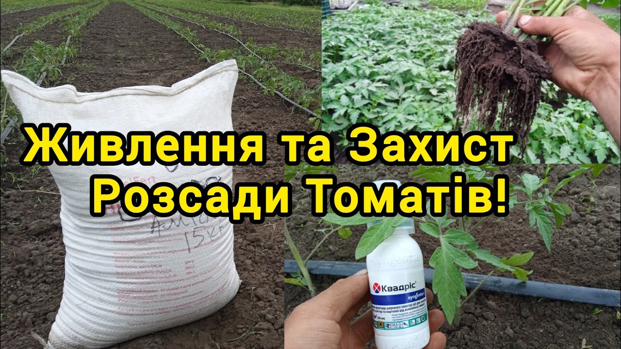 Живлення та захист розсади Томатів