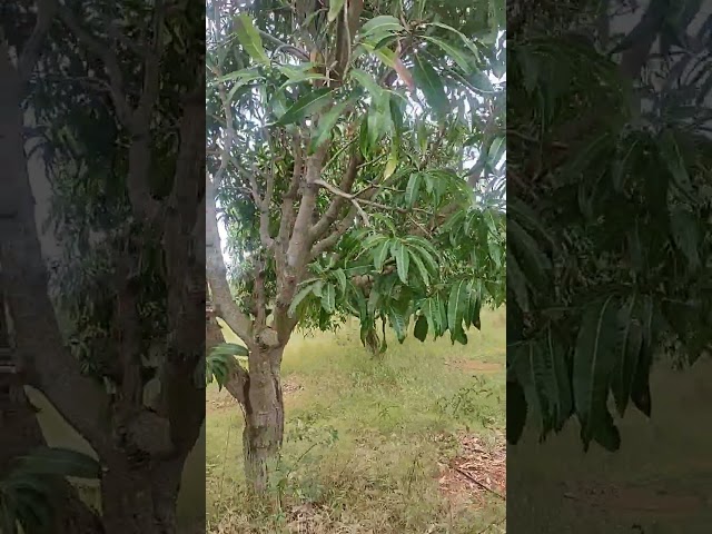 Tree018