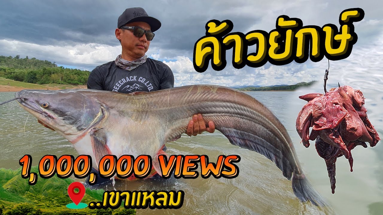 ตกปลาค้าวยักษ์เขาแหลม กินยกฝูง! Fish Wallago with Fish Guts