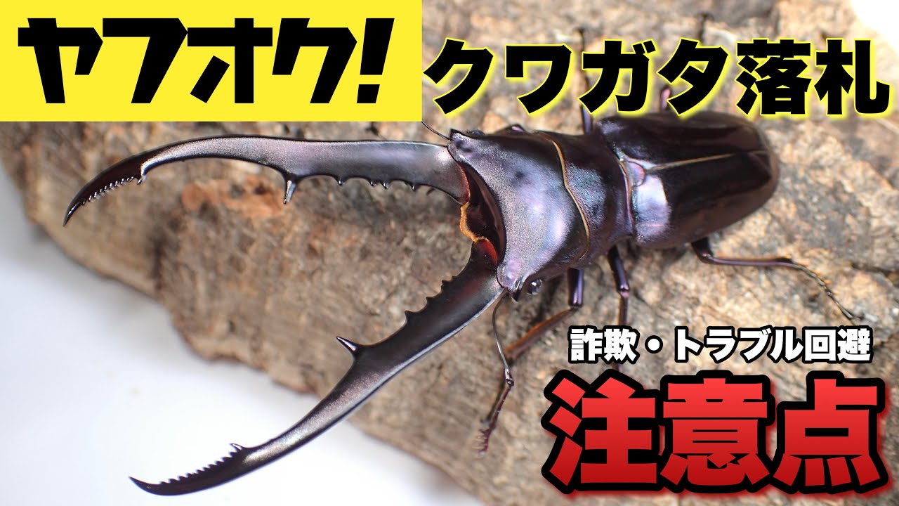ヤフオクでクワガタを購入する時に注意するべきポイント徹底解説
