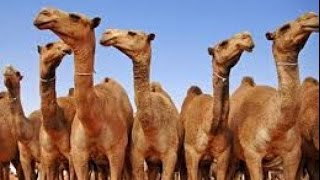 تفسير رؤية الجمل في المنام - Camel