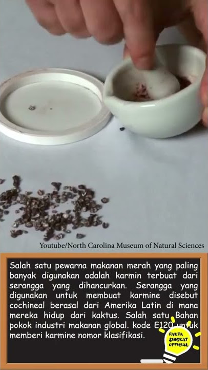 Fakta Unik Pewarna Merah Karmin #fakta #karmin #warna #merah #shorts