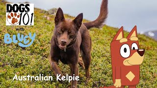 Dogs 101 with Bluey S1 E7: Australian Kelpie with Rusty Dogs 101 With Bluey S3 E7 Great Dane With Tiny C