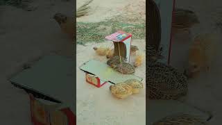 Easy Underground Drop Down Quail Trap in Hole Using Paper Box #birdtrap #shorts #shortvideo #birds