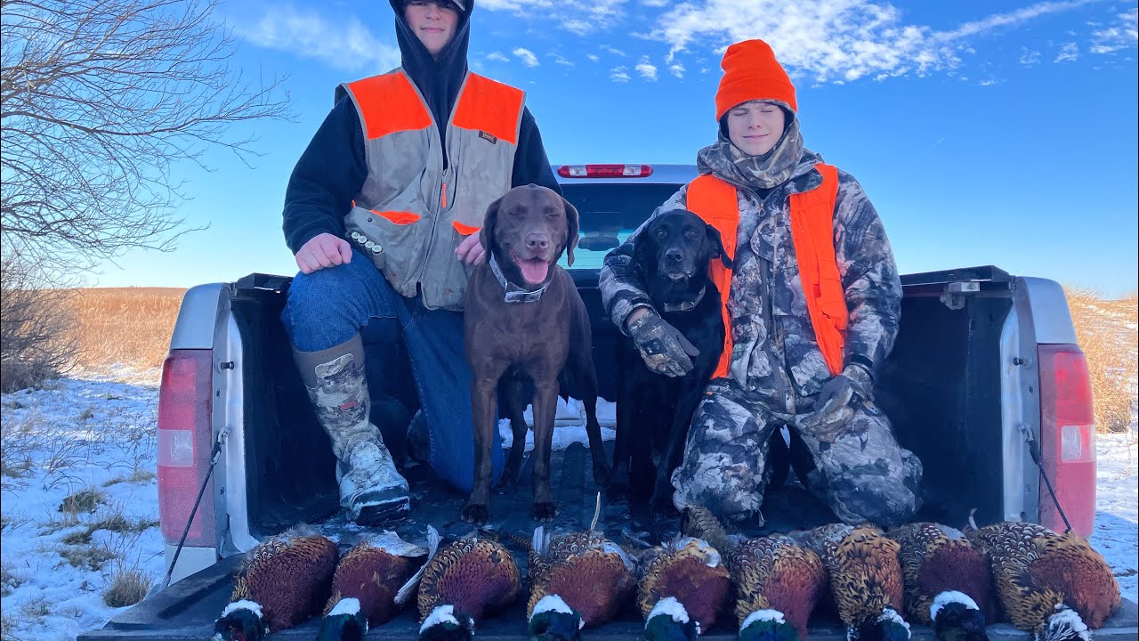 3 Man Limit Of Pheasants On A Cold Windy Day YouTube 3-man-limit-of-pheasants-on-a-cold-windy-day-youtube