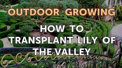 How to Transplant Lily of the Valley - DayDayNews