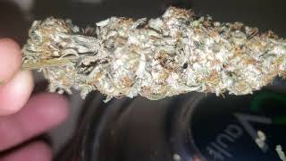 Cannabis Strains / Chocolate Glue finished in 38 days