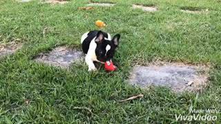 Dirennas Victor - Macho - Bulldog Frances - Canil Direnna