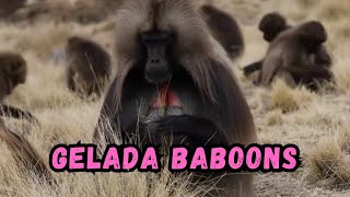 Cooldown with this compilation of GELADA BABOONS by Cooldown Compilation 1,860 views 4 months ago 3 minutes, 30 seconds