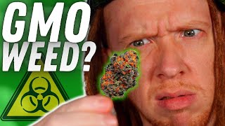 ☢️Everything You Were Told About GMO Weed Is A LIE!