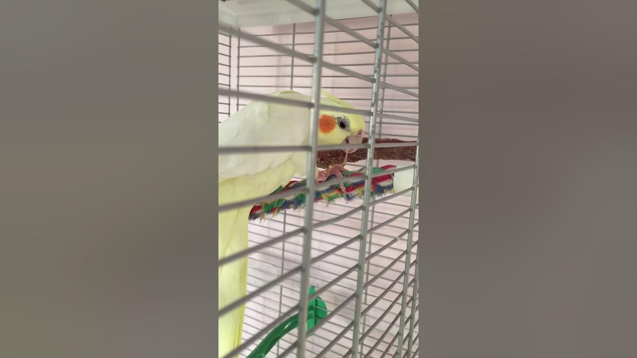 Cockatiel regurgitating seed and then eating it. - YouTube